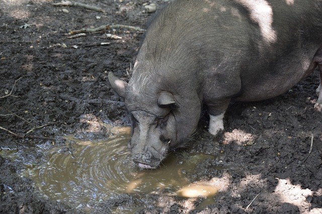 传统强队优 传统强队优